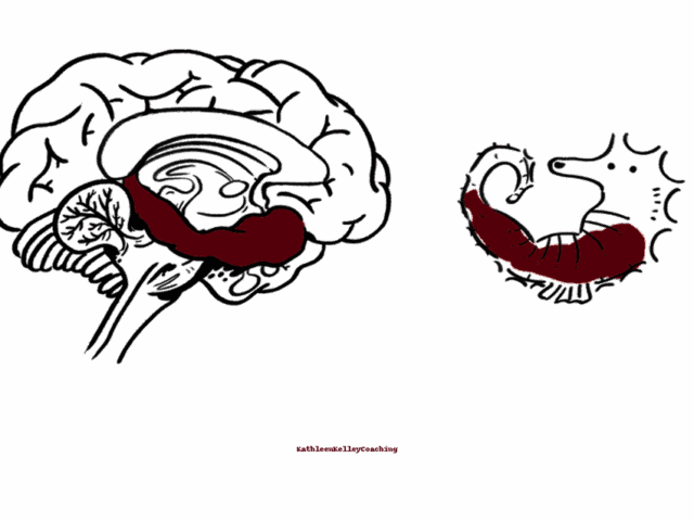 Don’t Let Emotions Hijack your Day