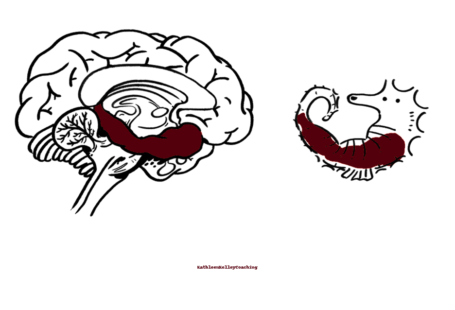 Don’t Let Emotions Hijack your Day